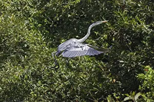 WHITE-NECKED HERON (ardea cocoi)