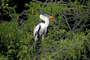 White-Necked Heron (ardea cocoi) with a Fish in Its Beak