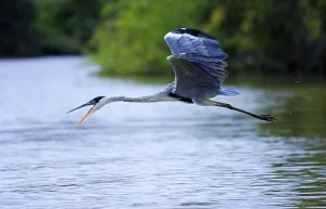 White-necked Heron, cocoi heron (Ardea cocoi)