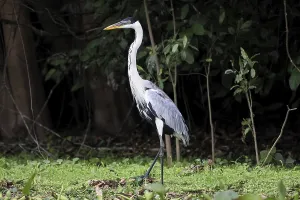 White necked heron standing in the grass