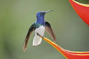White necked jacobin (Florisuga mellivora) or Jacobin Hummingbird
