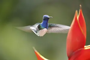 White necked jacobin (Florisuga mellivora) or Jacobin Hummingbird