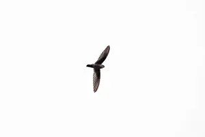 White-nest swiftlet (Collocalia fuciphaga)