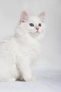 White Neva-Masquarade kitten