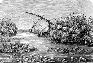 The White Nile in the tropics, blooming water lilies