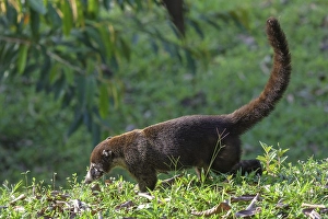 White nosed coati (Nasua narica)