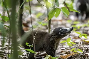 White-nosed coati (Nasua narica)
