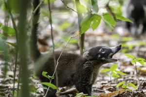 White-nosed coati (Nasua narica)