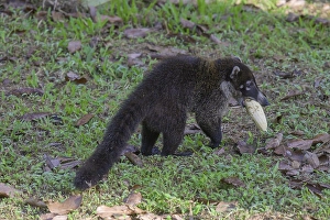 White nosed coati (Nasua narica) with a banana