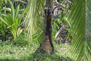 White nosed coati (Nasua narica) climbing a palm tree
