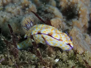 White nudibranch with yellow dots