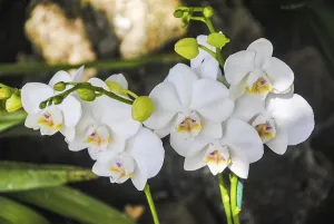White orchid flower in garden. Phalaenopsis orchid