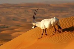 White oryx, Arabian spitbuck, Arabian spitbuck
