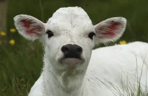 White Park Cattle, portrait of calf