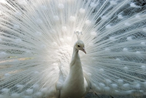 White Peacock (Pavo cristatus mut)