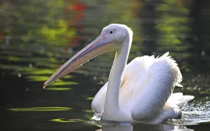 White Pelican (Pelecanus onocrotalus), swimming in a pond