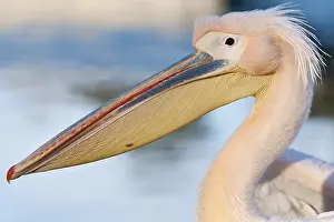White Pelican (Pelecanus onocrotalus)