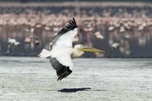 White Pelican (Pelecanus onocrotalus)