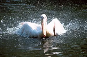 White Pelican (Pelecanus onocrotalus)