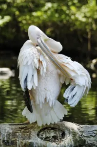 White Pelican (Pelecanus onocrotalus) preening itself