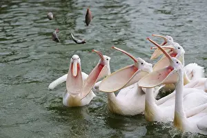 White Pelicans (Pelecanus onocrotalus) being fed fish