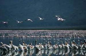 White Pelicans (Pelecanus onocrotalus) and Flamingos