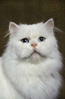 White Persian domestic cat with blue eyes