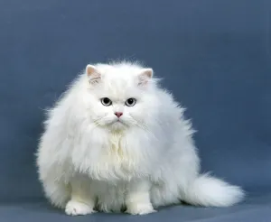 White Persian domestic cat with blue eyes