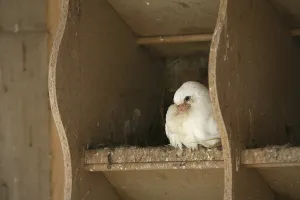 White pigeon in a dovecote