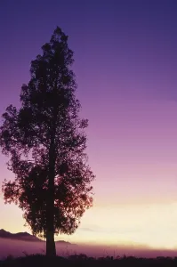 White pine at sunrise on the West Coast