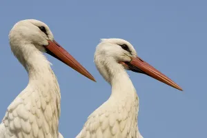 White poking (Ciconia ciconia)