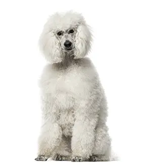 White poodle sitting, 9 months old