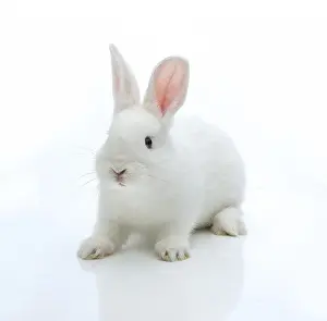 White rabbit