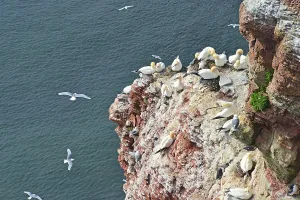 White and red cliff, gannets (Morus bassanus) and common murres (Uria aalge)