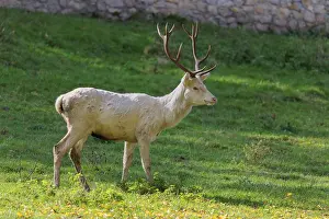 A white red deer stag (Cervus elaphus) stands on a green meadow