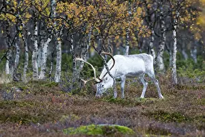 A white reindeer bull grazes in the heathland and there are birch trees in the background