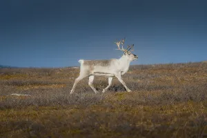 White reindeer, Skaidi, Finnmark, Norway, Europe