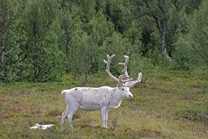 White reindeer standing quietly in the green forest