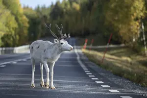 White reindeer on the street in Sweden
