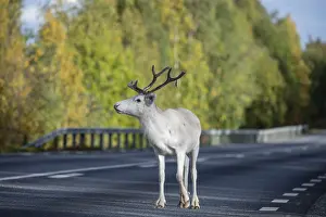White reindeer on the street in Sweden
