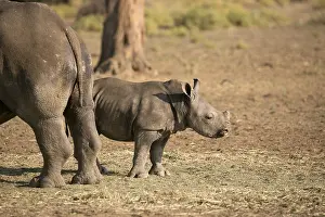 White rhino with baby