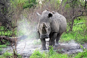 White rhino (Ceratotherium simum), adult, male, alert, startled, Kruger National Park, Kruger National Park, Sabi Game Reserve, South Africa, Africa