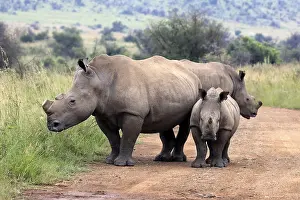 White rhino (Ceratotherium simum)