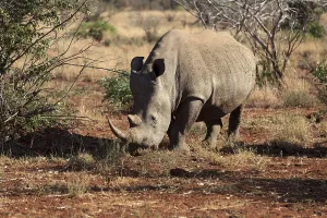 White rhino in search of food