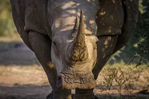 White rhino starring at the camera in South Africa