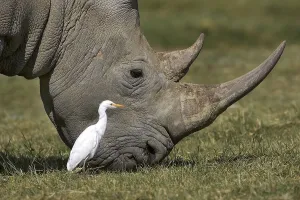 White Rhinoceros (ceratotherium simum)