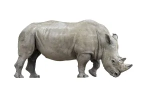 White rhinoceros (Ceratotherium simum)
