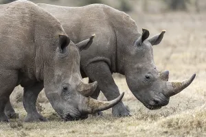 White rhinoceros (Ceratotherium simum)