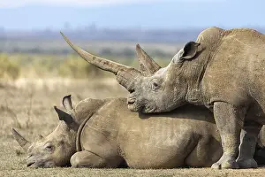 White rhinoceros (Ceratotherium simum)