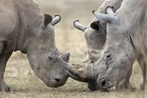 White rhinoceros (Ceratotherium simum)